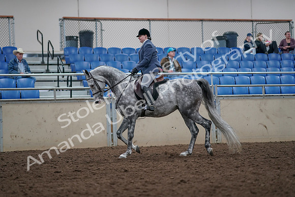 2019 Morgan Horse Show - Aug 31, 2019 - 14770