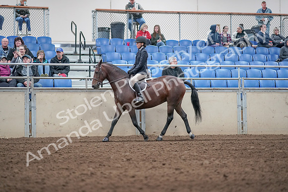 2019 Morgan Horse Show - Aug 31, 2019 - 19535