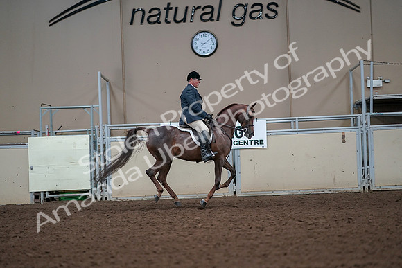 2019 Morgan Horse Show - Aug 30, 2019 - 17534