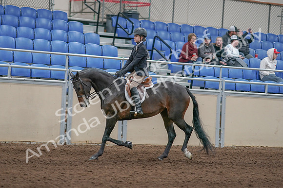 2020 - AB Morgan Horse - Sun, Sept 06 - 00891