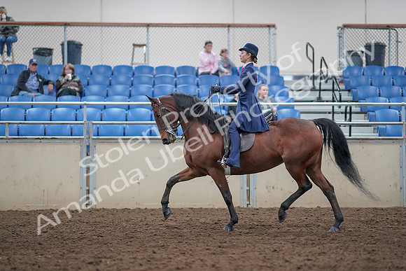 2019 Morgan Horse Show - Aug 31, 2019 - 09383