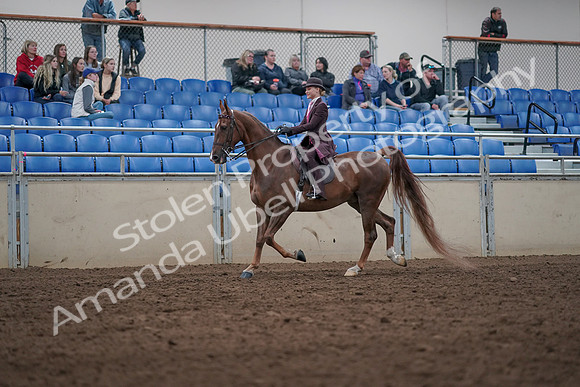 2019 Morgan Horse Show - Aug 31, 2019 - 20515