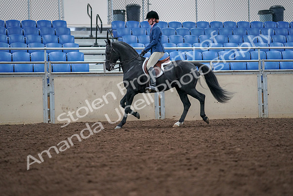 2019 Morgan Horse Show - Aug 30, 2019 - 18407