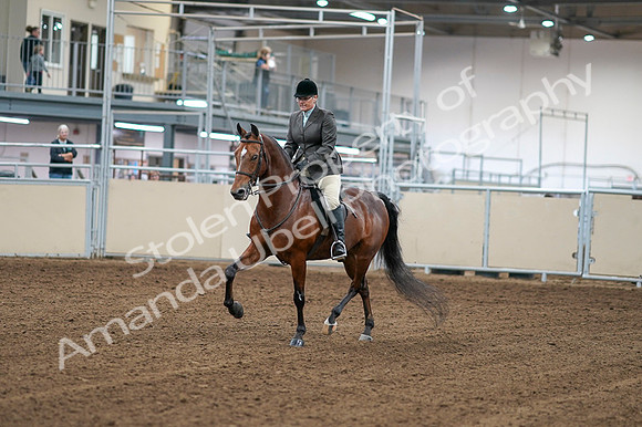 2020 - AB Morgan Horse - Fri, Sept 04 - 02227