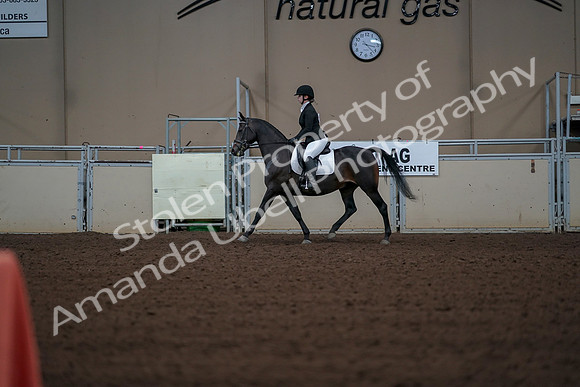 2019 Morgan Horse Show - Aug 30, 2019 - 18368