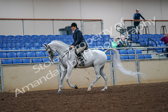 2019 Morgan Horse Show - Aug 30, 2019 - 17405