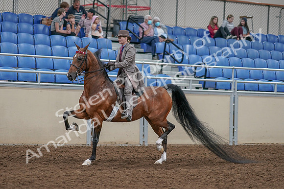 2020 - AB Morgan Horse - Fri, Sept 04 - 11371