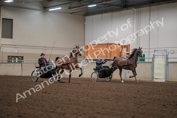 2019 Morgan Horse Show - Aug 30, 2019 - 13385