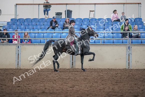 2019 Morgan Horse Show - Aug 31, 2019 - 09569
