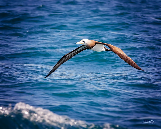 Birds - 157
