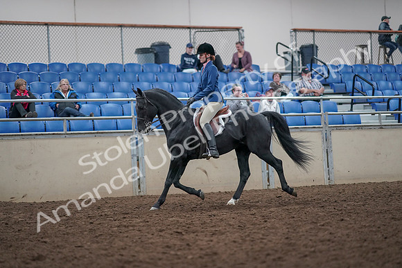 2019 Morgan Horse Show - Aug 31, 2019 - 16522