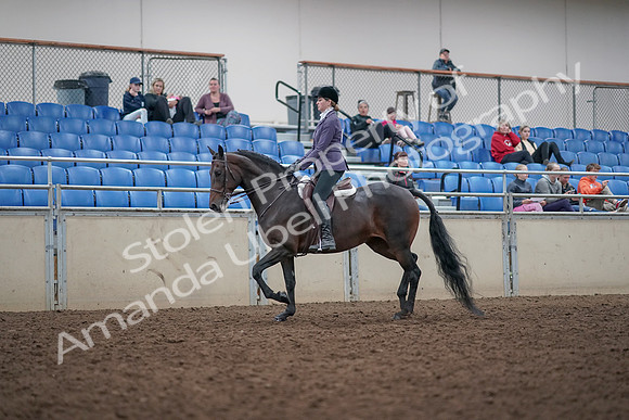 2019 Morgan Horse Show - Aug 31, 2019 - 14782