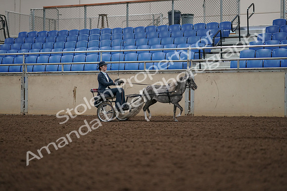 2019 Morgan Horse Show - Aug 31, 2019 - 04510