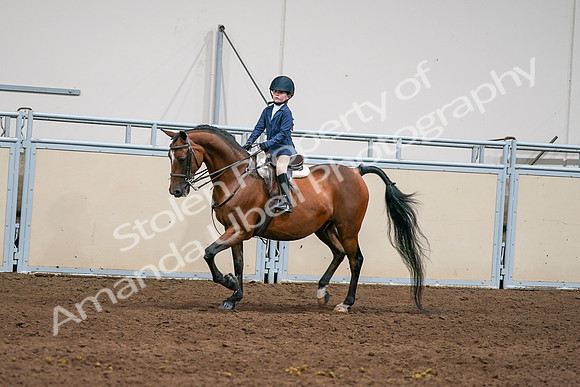 2020 - AB Morgan Horse - Sun, Sept 06 - 08170
