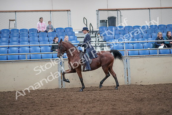 2019 Morgan Horse Show - Aug 31, 2019 - 09264