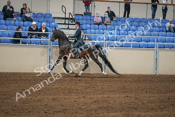 2020 - AB Morgan Horse - Sat, Sept 05 - 06306