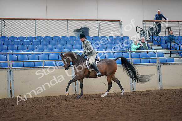 2019 Morgan Horse Show - Aug 30, 2019 - 17458