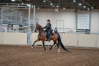 2020 - AB Morgan Horse - Fri, Sept 04 - 09513