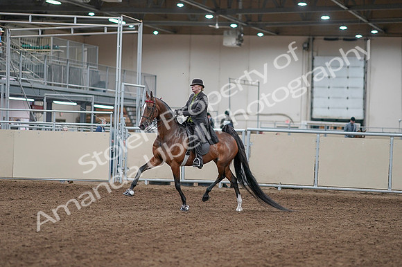 2020 - AB Morgan Horse - Fri, Sept 04 - 09513