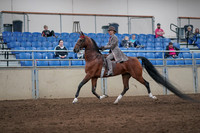 2019 Morgan Horse Show - Sept 01, 2019 - 07381
