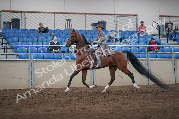 2019 Morgan Horse Show - Sept 01, 2019 - 07381