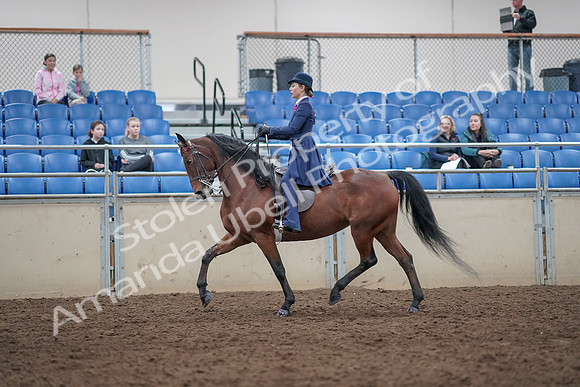 2019 Morgan Horse Show - Aug 31, 2019 - 09300