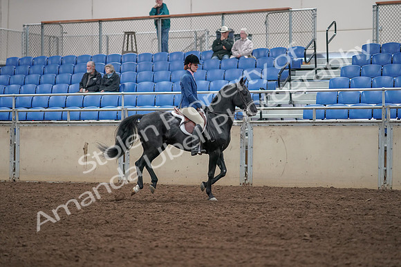 2019 Morgan Horse Show - Aug 31, 2019 - 07517