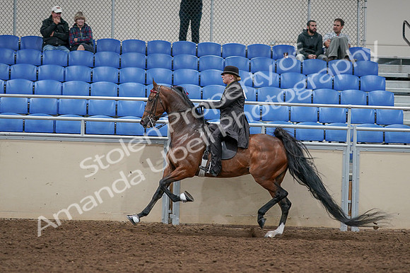 2020 - AB Morgan Horse - Fri, Sept 04 - 09780