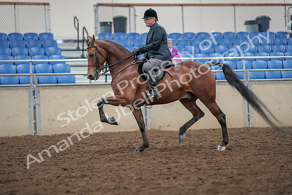 2019 Morgan Horse Show - Aug 30, 2019 - 20372