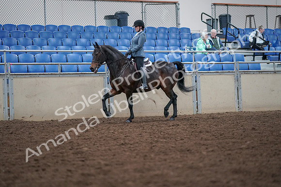 2019 Morgan Horse Show - Aug 30, 2019 - 18313