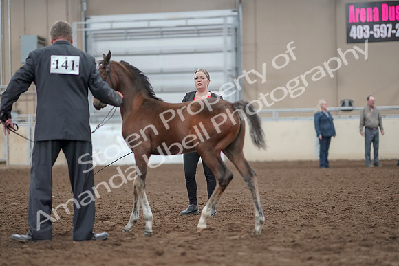 2019 Morgan Horse Show - Aug 31, 2019 - 00405