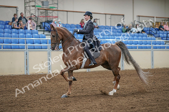 2020 - AB Morgan Horse - Fri, Sept 04 - 11096