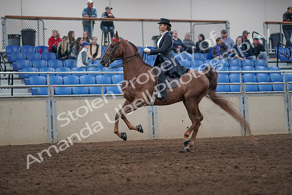 2019 Morgan Horse Show - Aug 31, 2019 - 20662