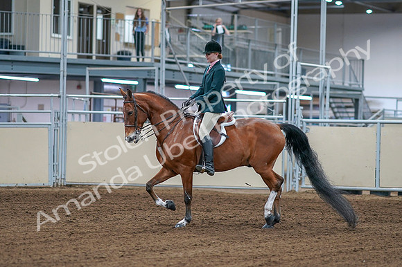 2020 - AB Morgan Horse - Fri, Sept 04 - 01537