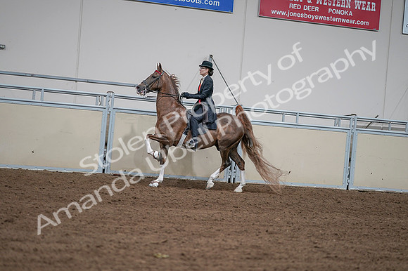 2020 - AB Morgan Horse - Fri, Sept 04 - 09607