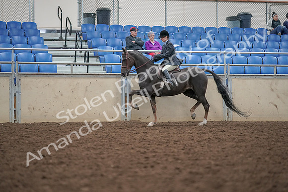 2019 Morgan Horse Show - Aug 30, 2019 - 20418