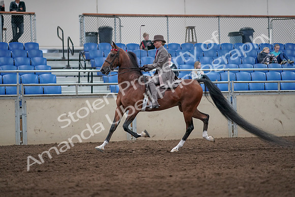 2019 Morgan Horse Show - Sept 01, 2019 - 07388