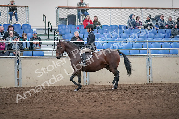 2019 Morgan Horse Show - Aug 31, 2019 - 19431
