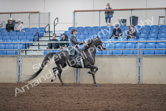 2019 Morgan Horse Show - Aug 31, 2019 - 09644