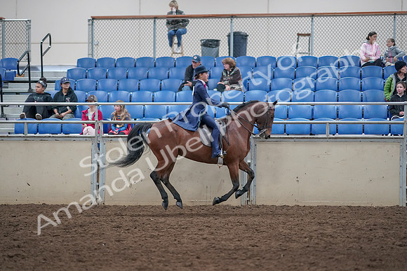 2019 Morgan Horse Show - Aug 31, 2019 - 09697