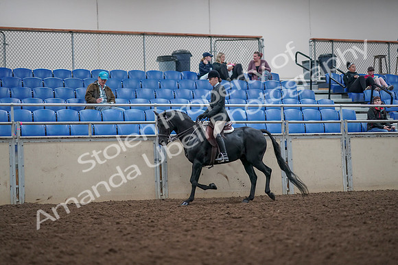 2019 Morgan Horse Show - Aug 31, 2019 - 14850