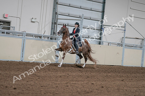 2020 - AB Morgan Horse - Fri, Sept 04 - 09577