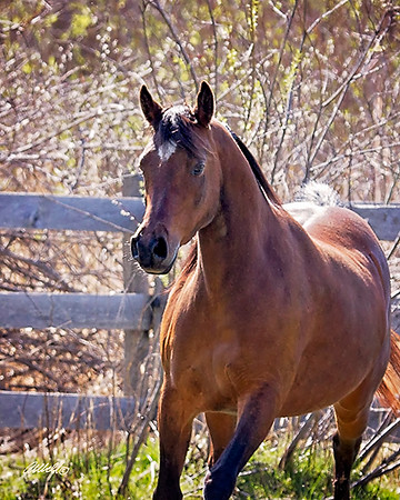 Arabians - 204