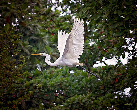 Birds - 259