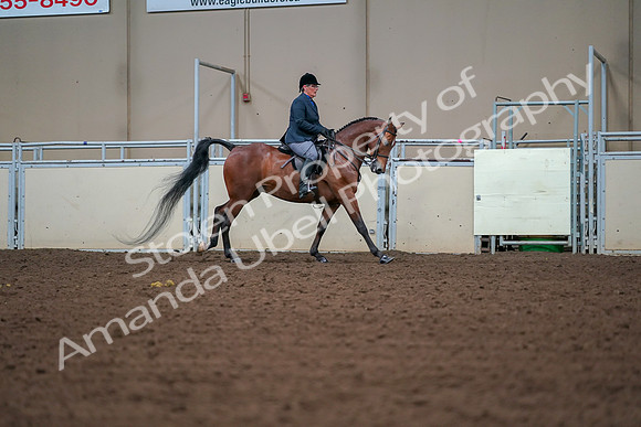 2019 Morgan Horse Show - Aug 30, 2019 - 20982