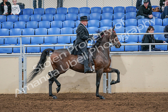 2020 - AB Morgan Horse - Sat, Sept 05 - 08170