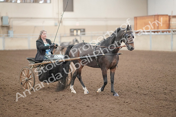 2019 Morgan Horse Show - Aug 31, 2019 - 04402