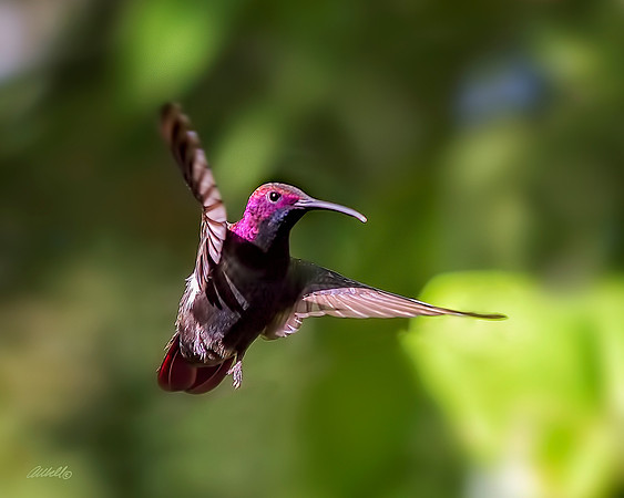 Birds - 143