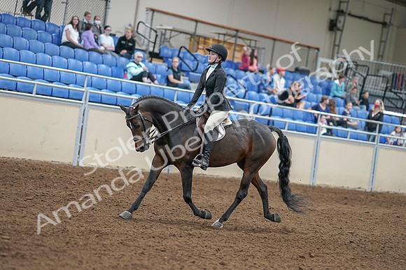 2020 - AB Morgan Horse - Fri, Sept 04 - 05825