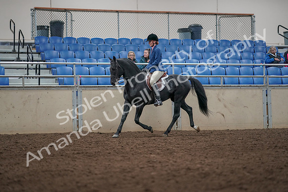 2019 Morgan Horse Show - Aug 31, 2019 - 07270